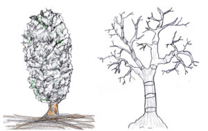 Trees - drawings by Harvey Dog 2023
