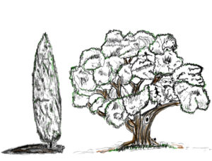 A Cypress & Oak tree - drawings by Harvey Dog 2023